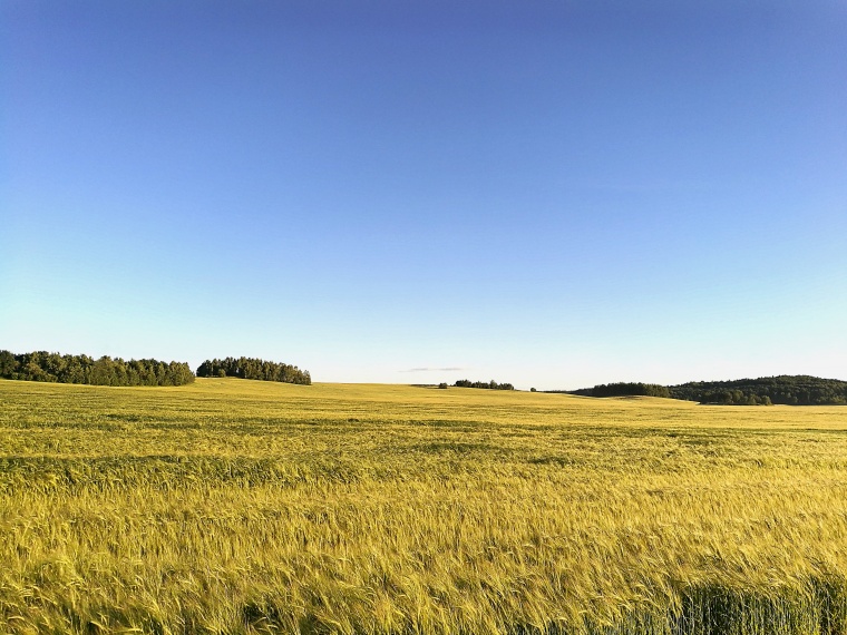 农业 农田 丰收 麦田 麦子 现代农业 自然风景 自然风光 