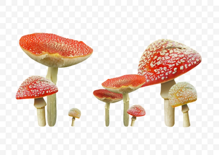 蘑菇 食物 卡通 创意 