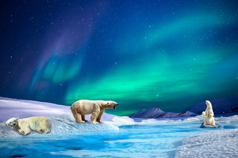 北极熊 冬天 冬季 冰雪 冰山 寒冷 