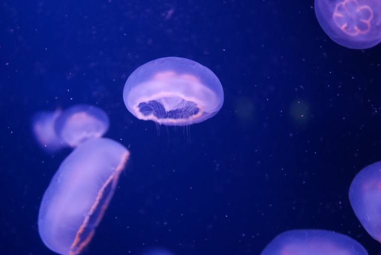 水母 海洋生物 海底 