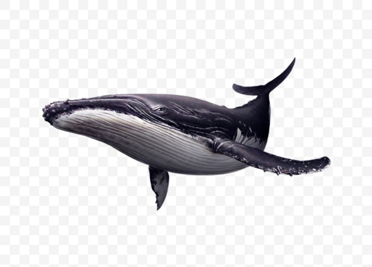 鲸鱼 海洋生物 夏天 夏季 夏日 