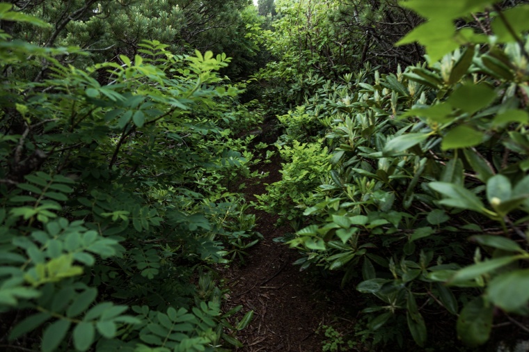 丛林 绿色丛林 绿色植物 