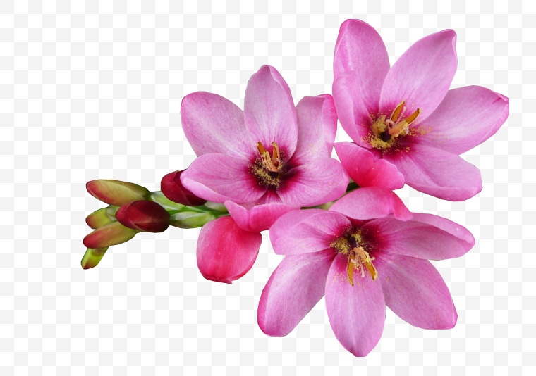 粉色的花 花 花朵 