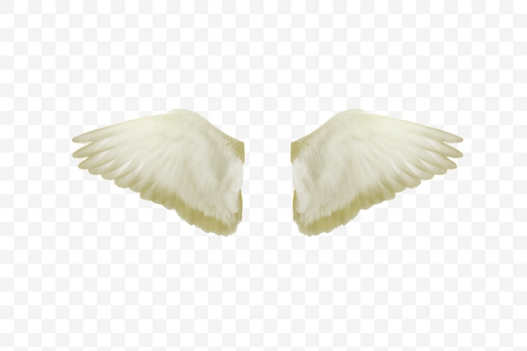 白色翅膀 翅膀 白翅膀 