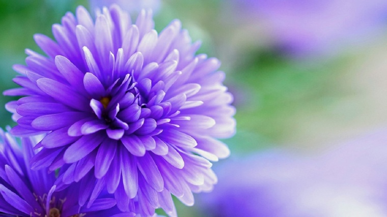 紫色的花 唯美 唯美的花 唯美背景 
