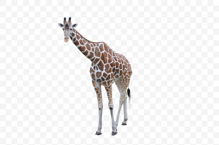 长颈鹿 动物 动物园 野生动物 