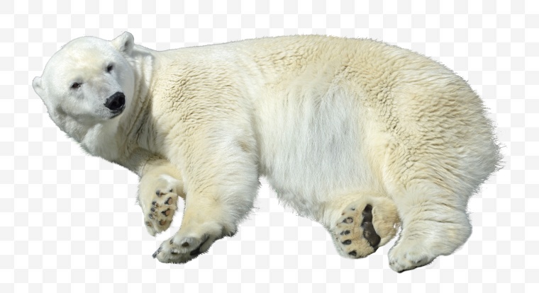 北极熊 熊 野生动物 冬天 冬季 寒冷 