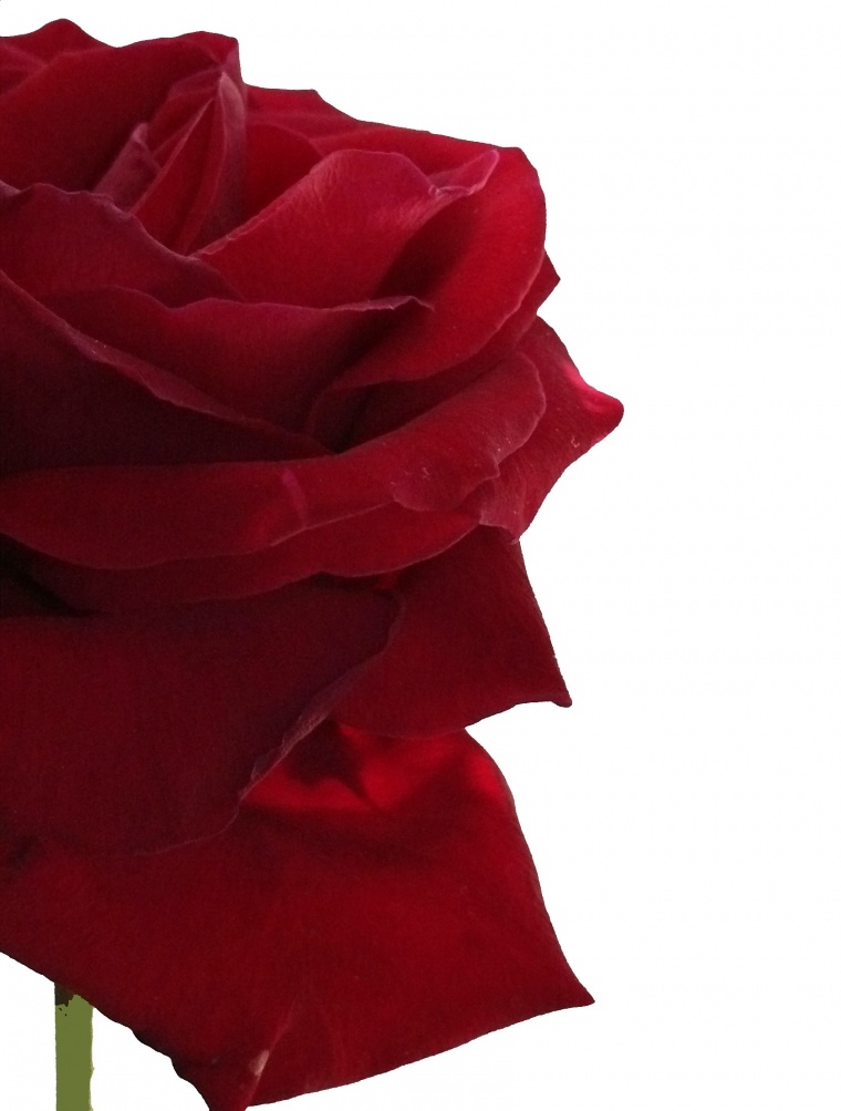 红色玫瑰花 红玫瑰 玫瑰花 玫瑰 花 情人节 爱情 浪漫 