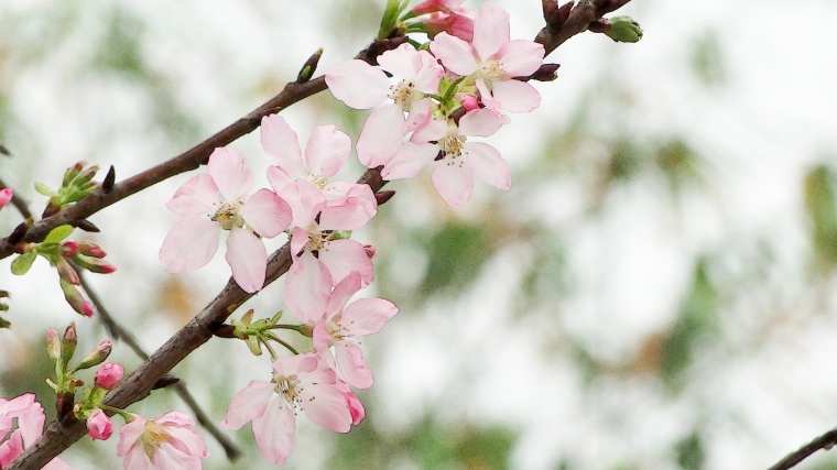 粉色桃花 桃花 春天 春季 