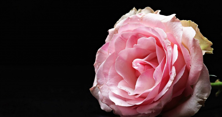 粉色玫瑰花 粉玫瑰 玫瑰花 玫瑰 花 情人节 爱情 浪漫 粉色玫瑰花背景 