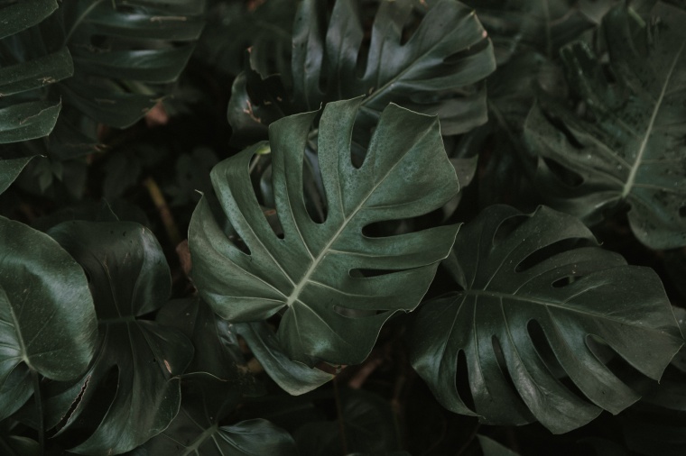植物叶子 龟背竹叶片 植物背景 植物叶子背景 绿色植物 