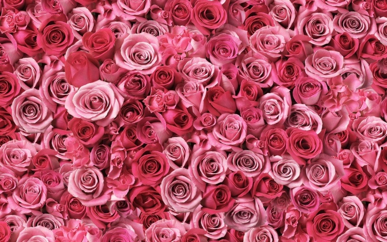 粉色玫瑰花 粉玫瑰 玫瑰花 玫瑰 花 情人节 爱情 浪漫 粉色玫瑰花背景 七夕情人节 