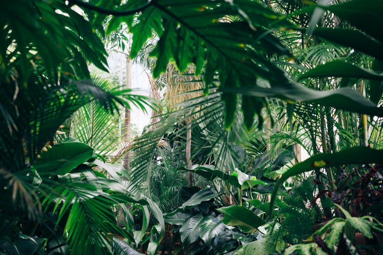 植物草丛 植物 草丛 绿色草丛 前景 