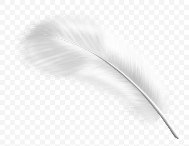 白色羽毛 羽毛 白羽毛 白色的羽毛 