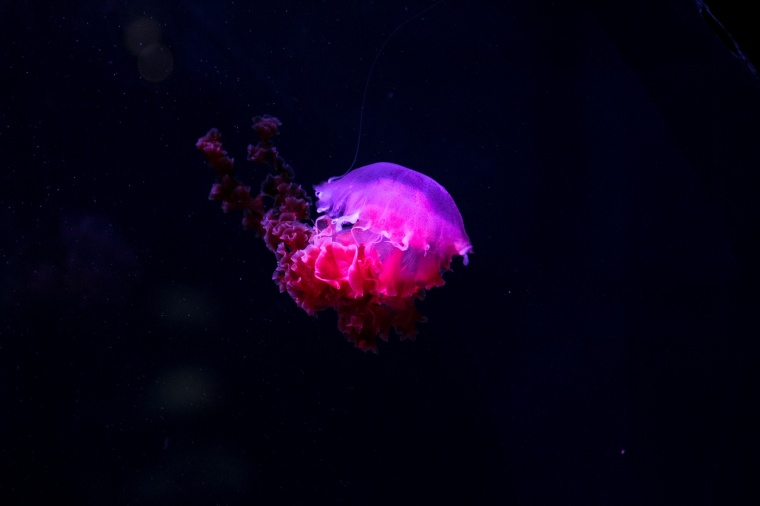 水母 海洋生物 海底 大海海底 