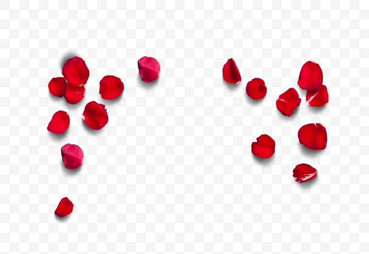 红色玫瑰花瓣 玫瑰花瓣 花瓣 七夕情人节 浪漫 温馨 情人节 