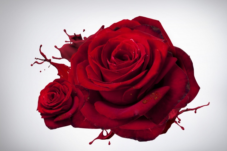 红色玫瑰花 红玫瑰 玫瑰花 玫瑰 花 情人节 爱情 浪漫 七夕情人节 