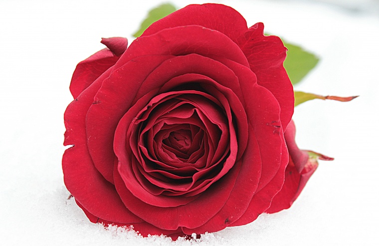 红色玫瑰花 红玫瑰 玫瑰花 玫瑰 花 情人节 爱情 浪漫 七夕情人节 