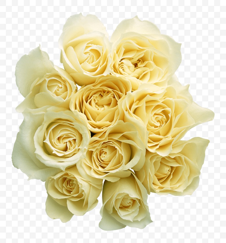 黄色玫瑰花 玫瑰花 黄色玫瑰 花 情人节 七夕情人节 浪漫 爱情 