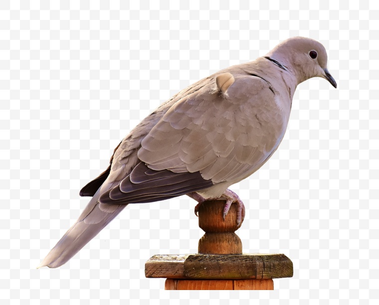 白鸽 鸽子 鸟类 和平 象征和平 和平的象征 
