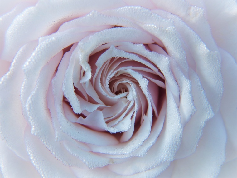 白色玫瑰花 白玫瑰 玫瑰花 玫瑰 花 情人节 爱情 浪漫 