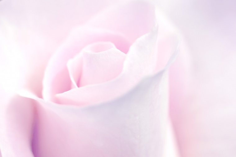 粉色玫瑰花 粉玫瑰 玫瑰花 玫瑰 花 情人节 爱情 浪漫 粉色玫瑰花背景 七夕情人节 粉色背景 