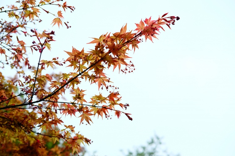 秋天枫叶 树叶 叶子 秋季 深秋 秋天树叶 黄色树叶 秋天背景 