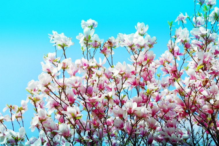 桃花 粉色桃花 春天 春季 