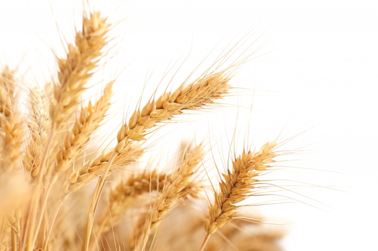 小麦 麦子 农业 丰收 现代农业 