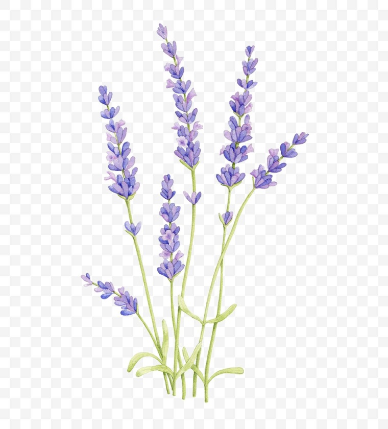 紫色的花 花 唯美 