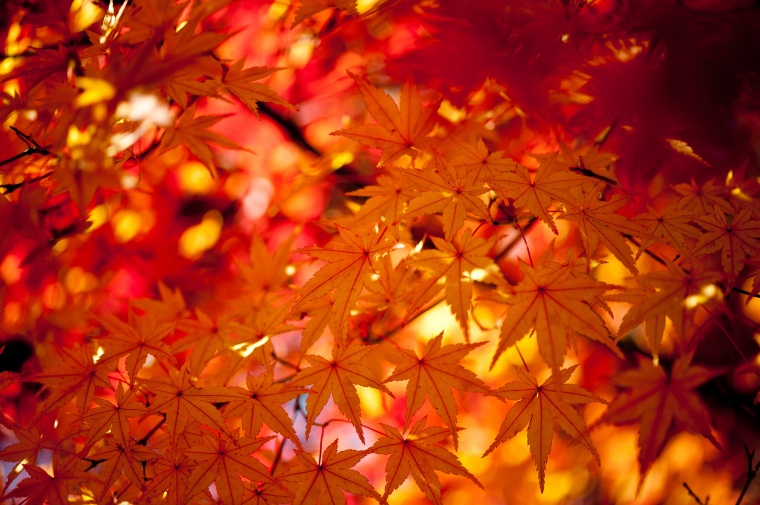 秋天树叶 秋天叶子 秋天 树叶 秋季 黄色的树叶 秋天背景 