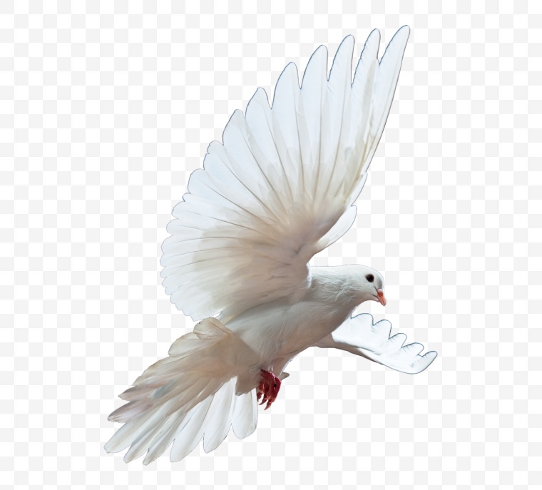 白鸽 鸽子 鸟类 和平 象征和平 和平的象征 