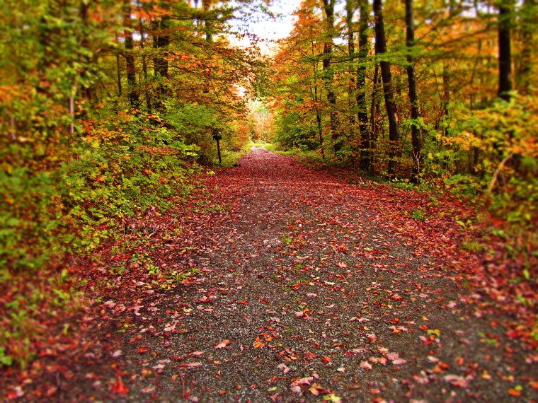 秋天风景 秋天 秋季 秋天树叶 枫叶 秋叶 秋 秋天的路 