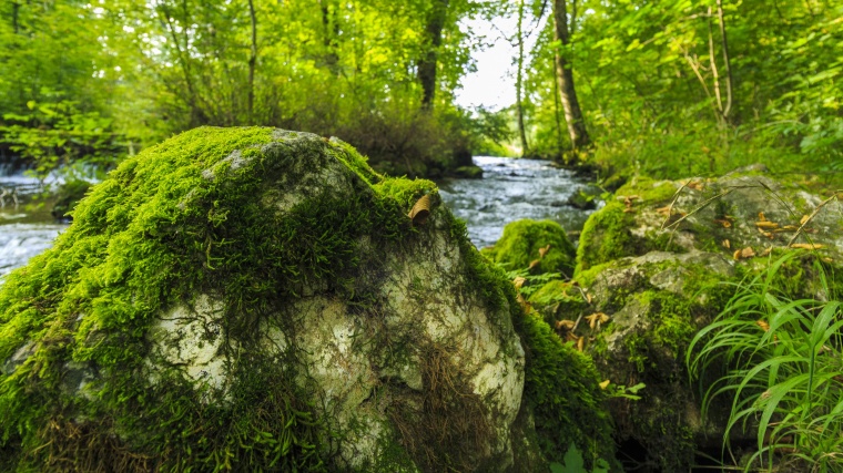 海藻 石头 苔藓 森林 自然 河流景观 自然风景 绿色森林 