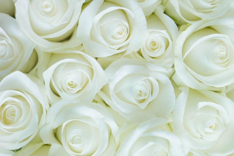 白色玫瑰花 白玫瑰 玫瑰花 玫瑰 花 情人节 爱情 浪漫 七夕情人节 