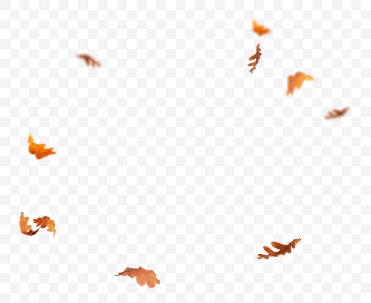 秋天的树叶 秋天 树叶 枫叶 飘落的树叶 深秋 秋季 树叶飘落 飘落树叶 