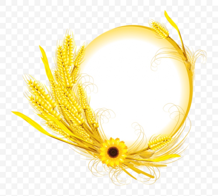 向日葵花 向日葵 黄色的花 麦子 