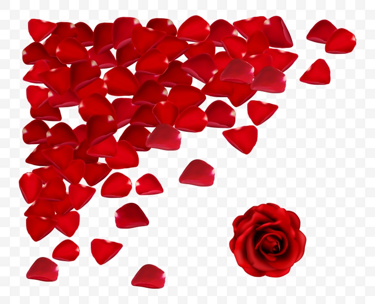 红色玫瑰花瓣 玫瑰花瓣 花瓣 七夕情人节 浪漫 温馨 情人节 