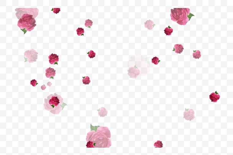 粉色玫瑰花 粉玫瑰 玫瑰花 玫瑰 花 情人节 爱情 浪漫 七夕情人节 