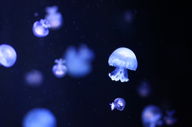 水母 海洋生物 海底 大海海底 