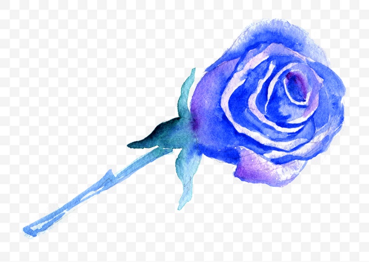 水彩玫瑰花 水彩 玫瑰花 情人节 花 七夕情人节 蓝色玫瑰花 蓝玫瑰 