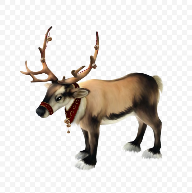 麋鹿 圣诞节 圣诞 驯鹿 