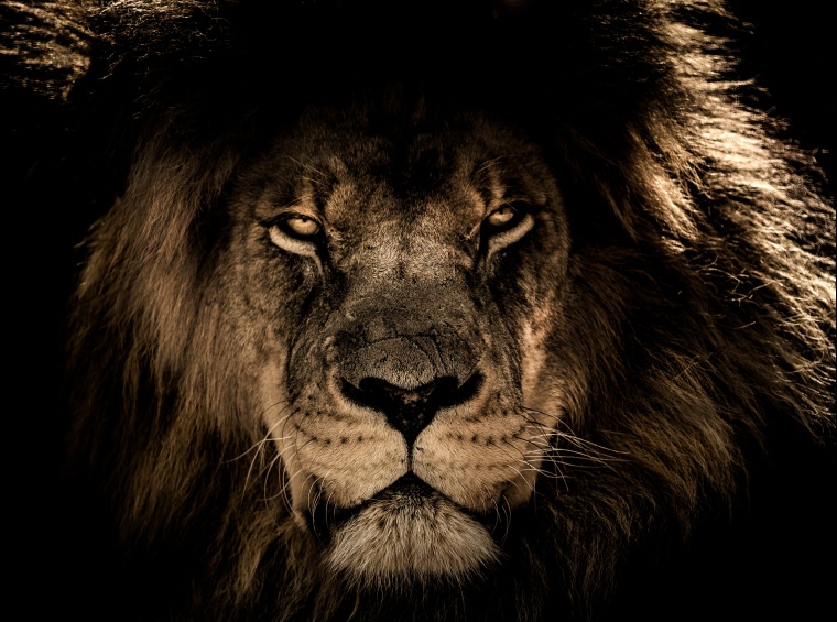 狮子 雄狮 狮 威猛 眼神 权威 动物 野生动物 万兽之王 