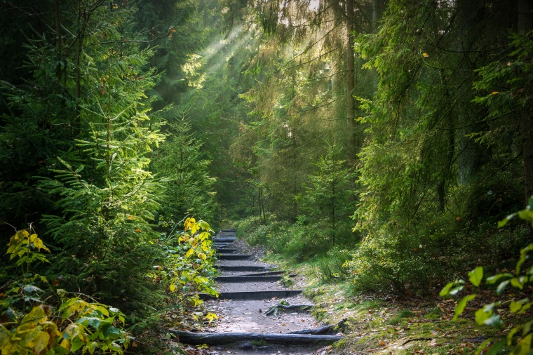 森林 树林 丛林 自然风景 自然风光 