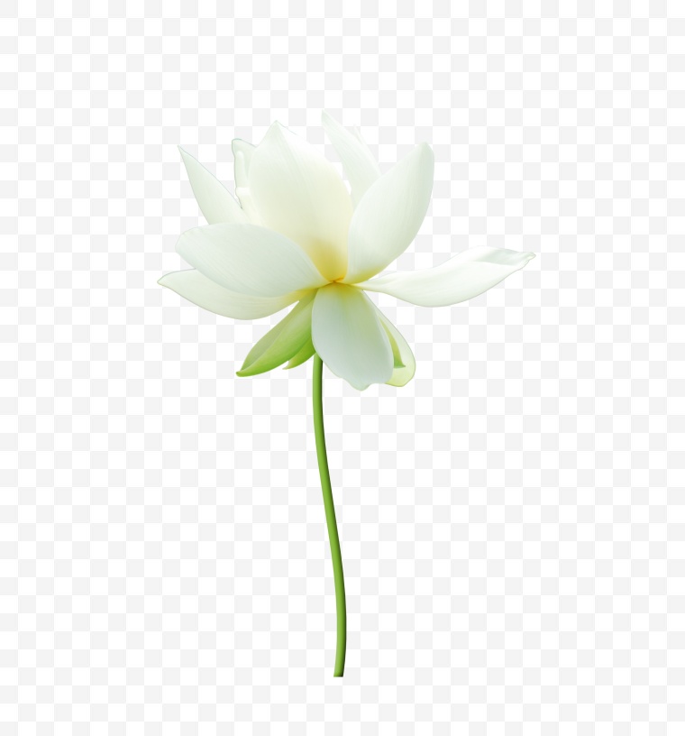 白色的花 花 荷花 静 安静 白花 