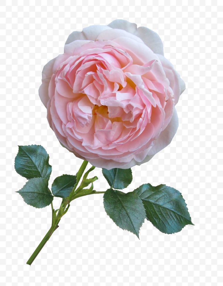 粉色玫瑰花 玫瑰花 粉色玫瑰 花 情人节 浪漫 爱情 