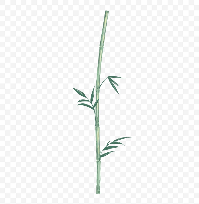 竹子 竹叶 端午节 水彩竹子 水彩竹叶 