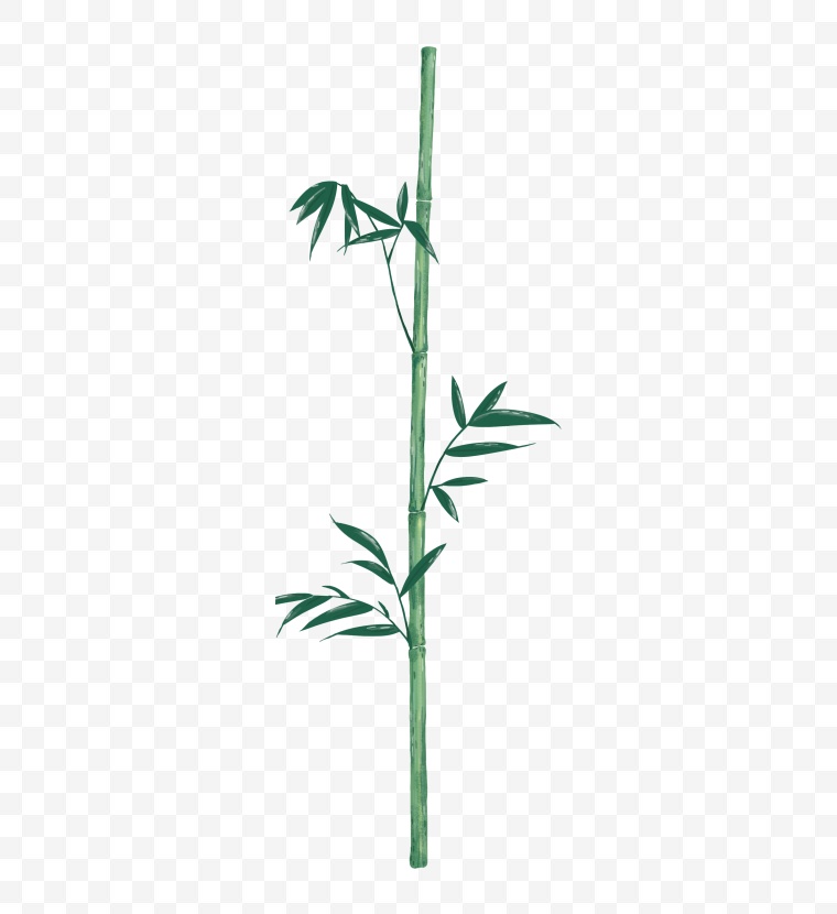 竹子 竹叶 端午节 水彩竹子 水彩竹叶 