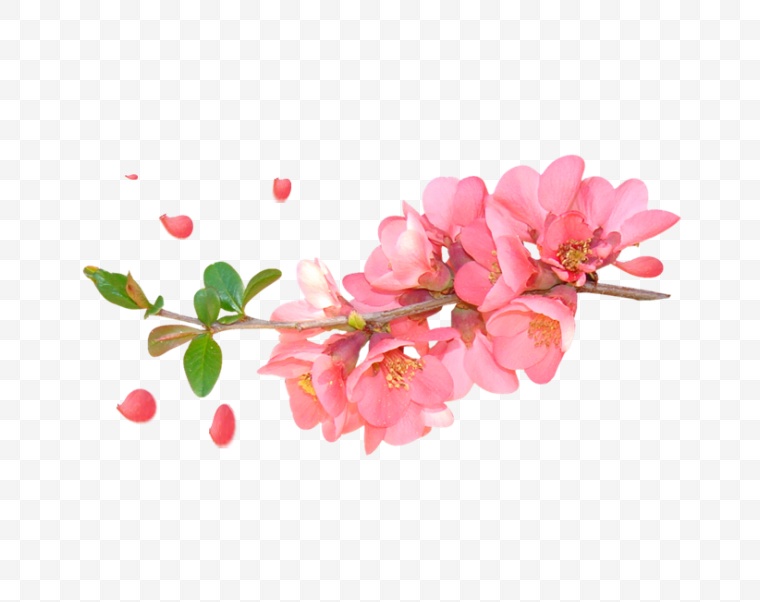 桃花 粉色桃花 春天 春季 春 