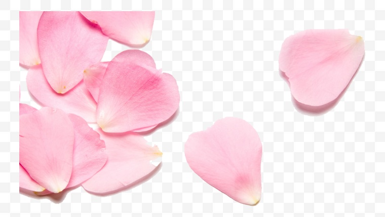 粉色花瓣 花瓣 粉色 情人节 浪漫 温馨 花 